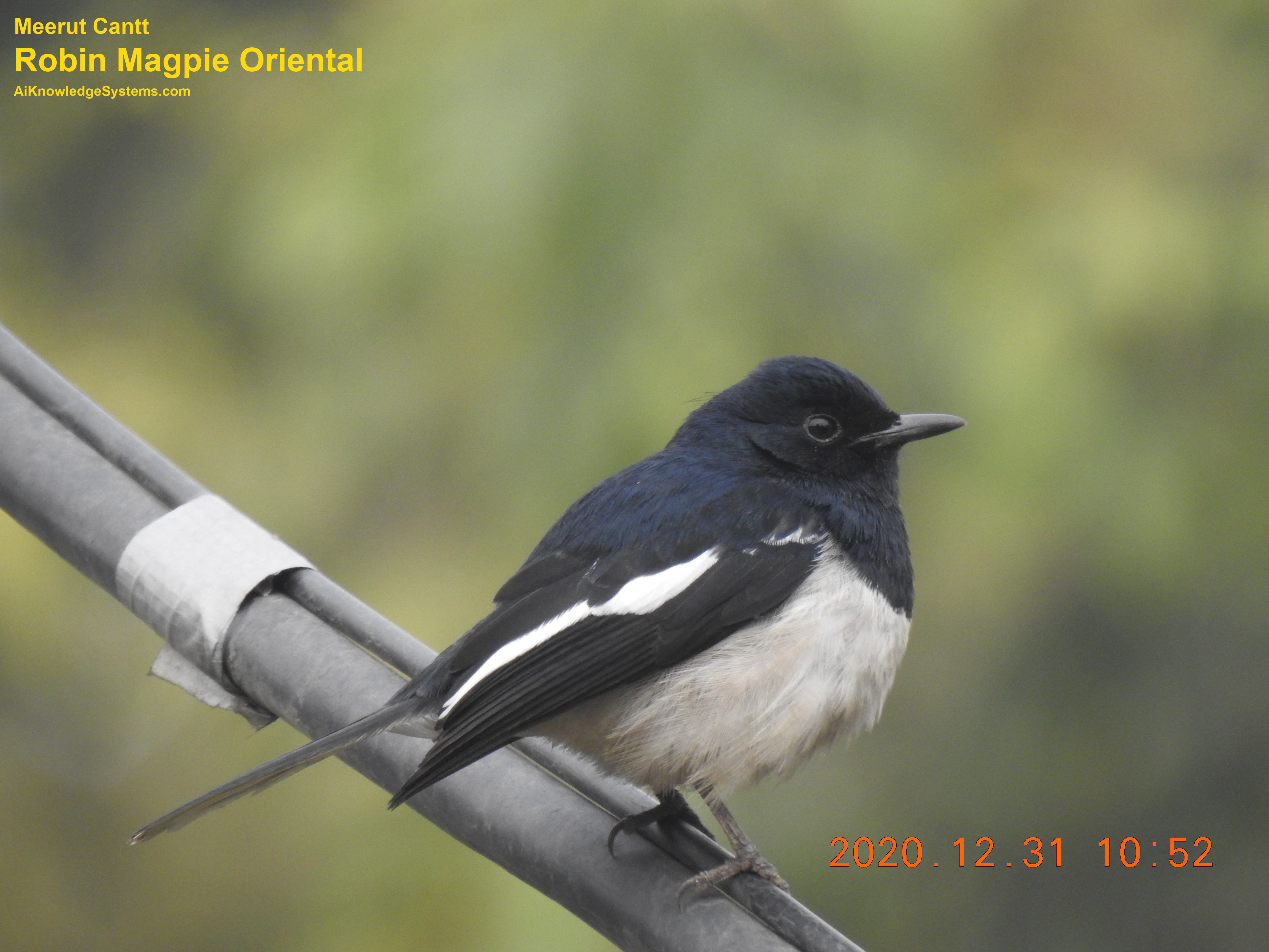 Magpie Robin (87) Coming Soon